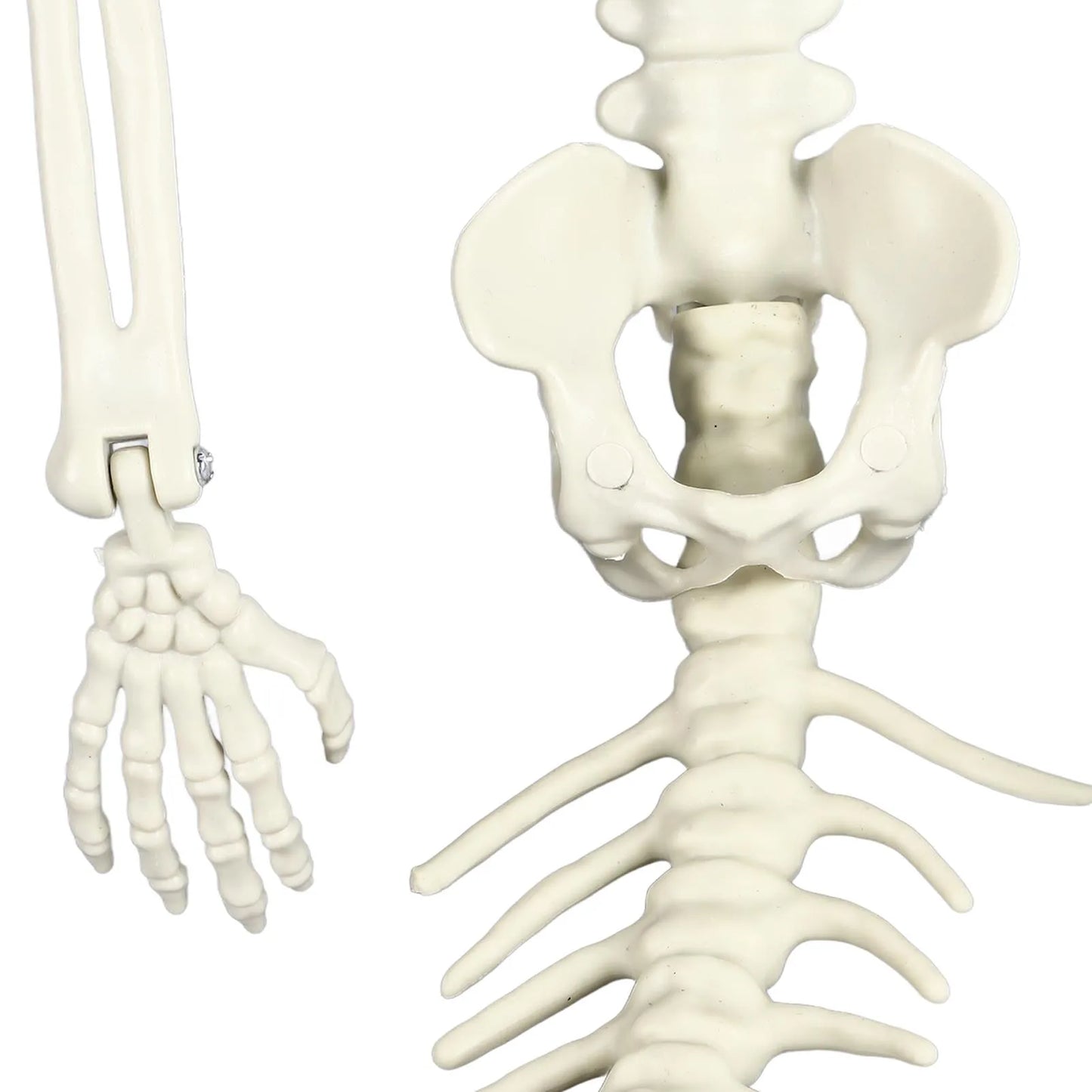 Skeleton Decorations Halloween Skeleton